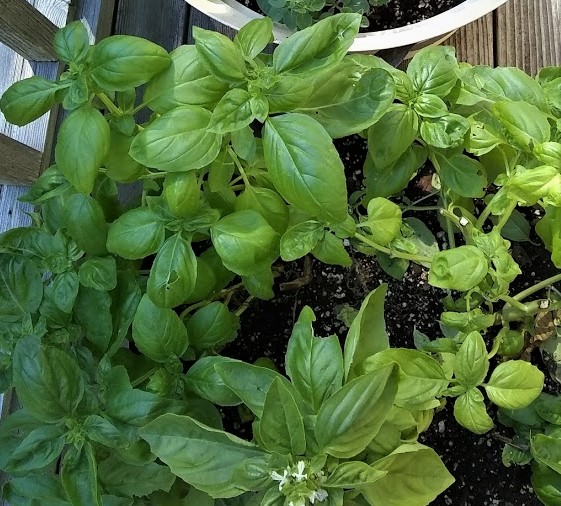 basil plants in a pot