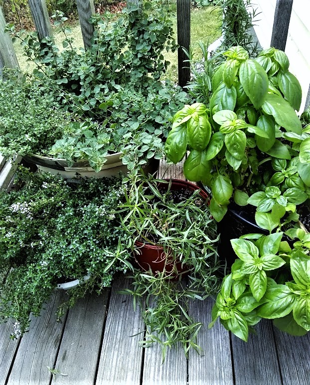 potted herbs on back porch all grown