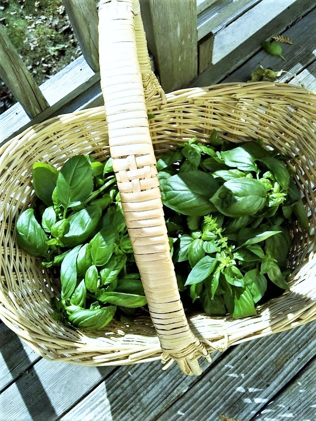 basket full of fresh cut basil