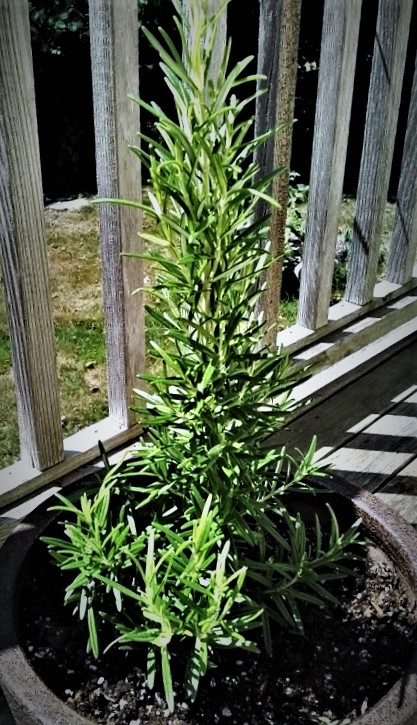 rosemary plant in a pot