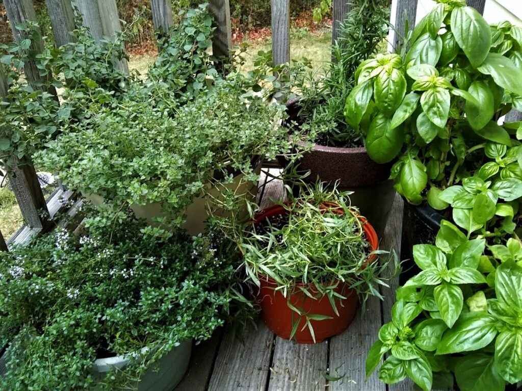 pots of herbs on the back porch basil oregano thyme rosemary tarragon