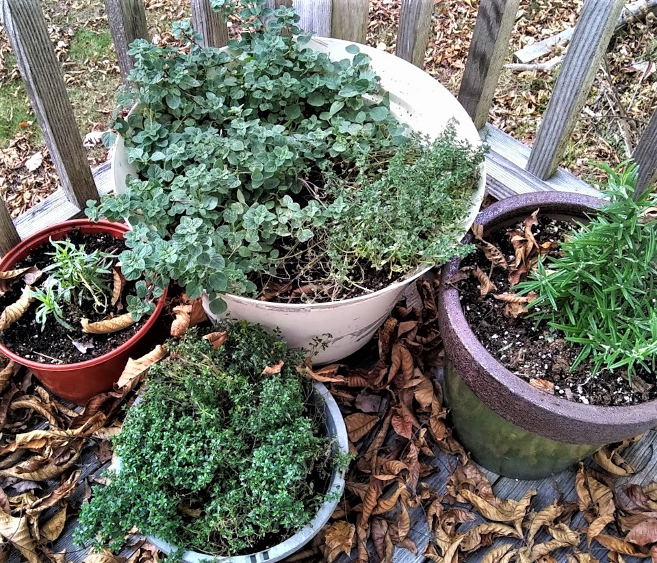 pots of herbs after harvest season still alive on back porch