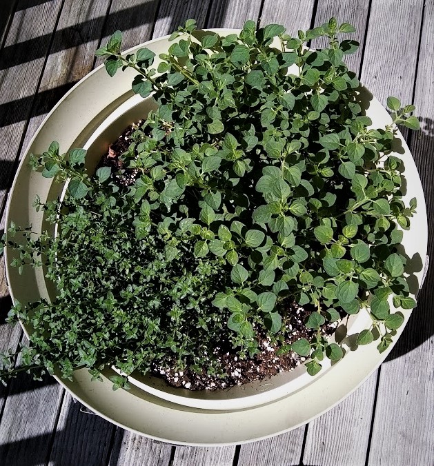 oregano and thyme growing in a pot