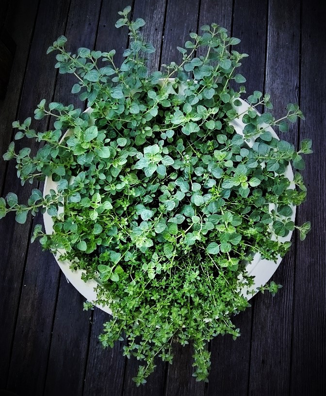 large pot with oregano and thyme growing 