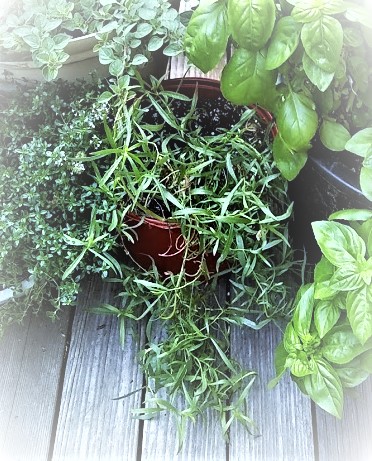 a tarragon plant growing in a pot