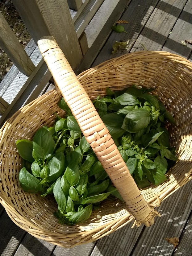 a big basket half full of basil leaves on their stems 