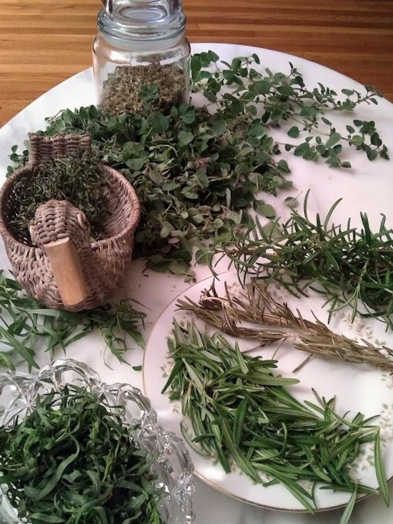 herbs being prepared for drying oregano rosemary tarragon thyme