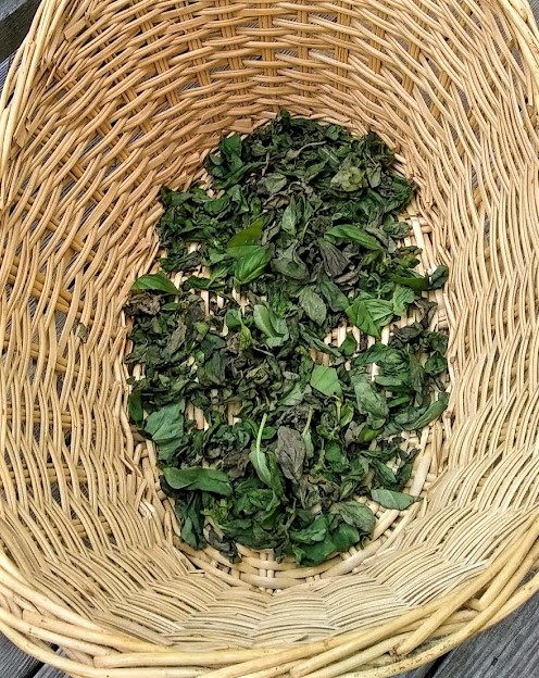 large basket with dry basil leaves on the bottom