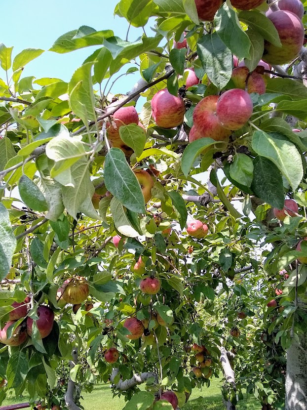 branches laden with ripe apples