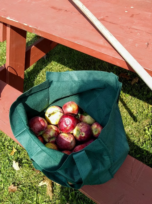 a bag of freshly picked cortland apples