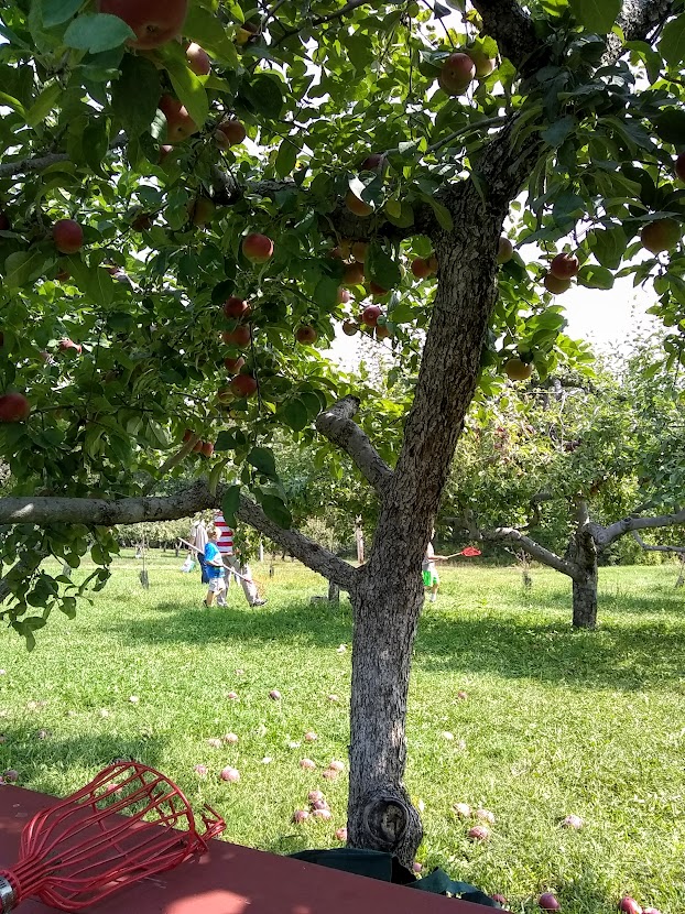 an apple tree loaded with apples and a family picking in the background