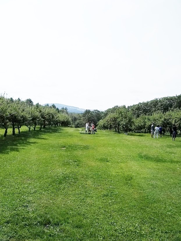 rows of apple trees and green grass paths